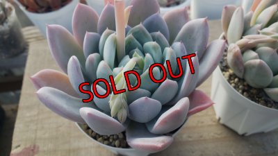 画像3: ジョセリンのバラ×ラウイ/トット実生苗　2寸（26-4）