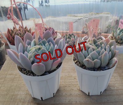 画像1: ジョセリンのバラ×ラウイ/トット実生苗　2寸（26-4）