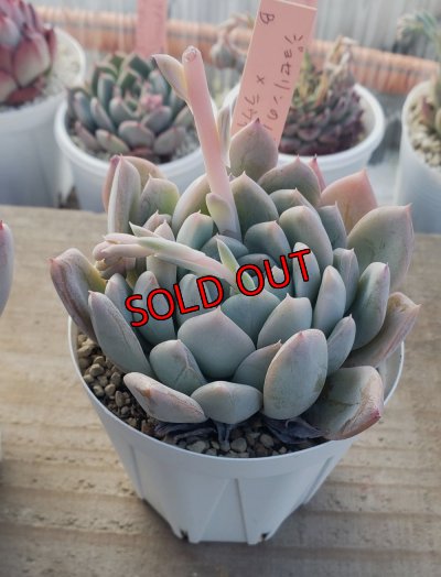 画像2: ジョセリンのバラ×ラウイ/トット実生苗　2寸（26-4）