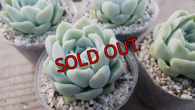 画像2: アルバ/群仙園　2寸（26-4）