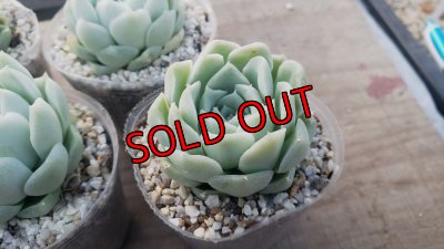 画像4: アルバ/群仙園　2寸（26-4）