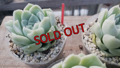 画像3: アルバ/群仙園　2寸（26-4）