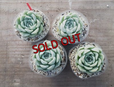 固体はお選び頂けません