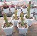 画像1: プセウドカクタスリット二アーナ/ pseudocactus cv.'lyttoniana'/群仙園　2寸（26-4） (1)