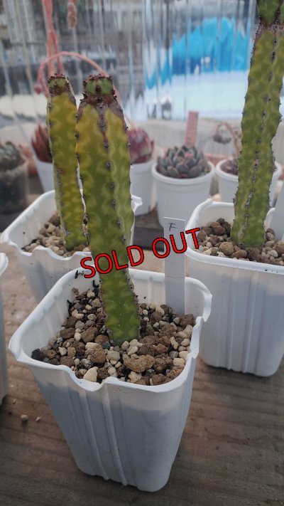 画像2: プセウドカクタスリット二アーナ/ pseudocactus cv.'lyttoniana'/群仙園　2寸（26-4）