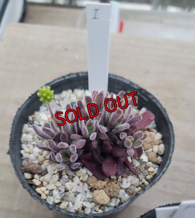 画像3: ブベスケンス/群仙園　2寸（26-4）