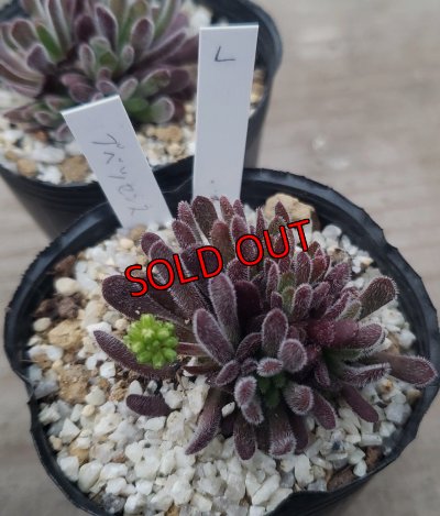 画像6: ブベスケンス/群仙園　2寸（26-4）