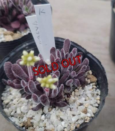 画像5: ブベスケンス/群仙園　2寸（26-4）