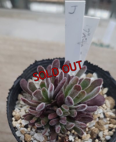 画像4: ブベスケンス/群仙園　2寸（26-4）