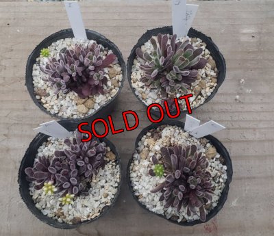 画像2: ブベスケンス/群仙園　2寸（26-4）