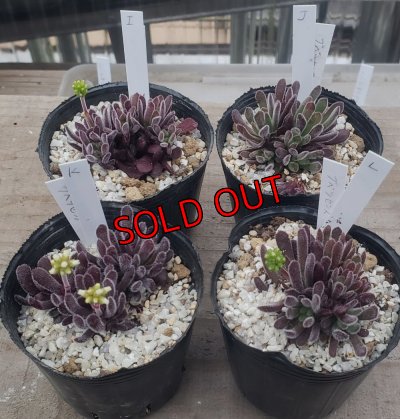 画像1: ブベスケンス/群仙園　2寸（26-4）