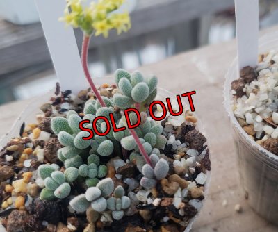 画像2: コンプトニー/群仙園　2寸（26-4）