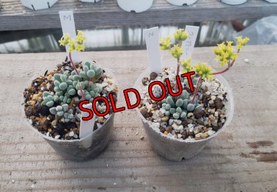 画像1: コンプトニー/群仙園　2寸（26-4）