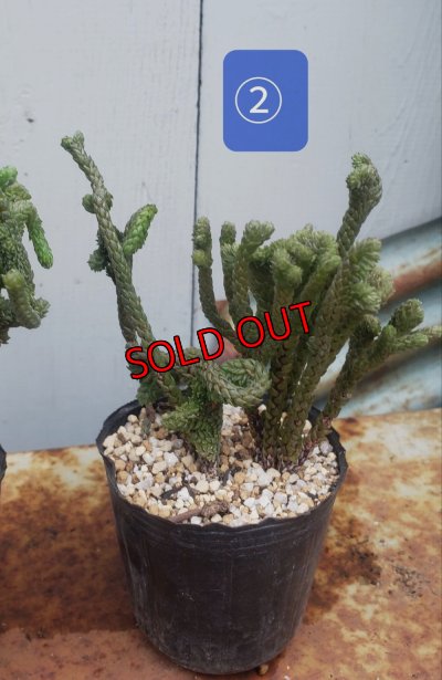 画像3: 若緑綴化/群仙園　2寸（26-4）