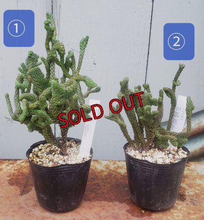 画像1: 若緑綴化/群仙園　2寸（26-4）