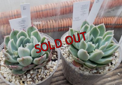 画像2: 霜椿/群仙園　2寸（26-4）