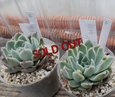 画像3: 霜椿/群仙園　2寸（26-4）