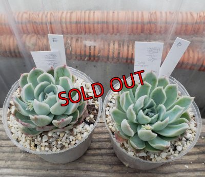 画像1: 霜椿/群仙園　2寸（26-4）