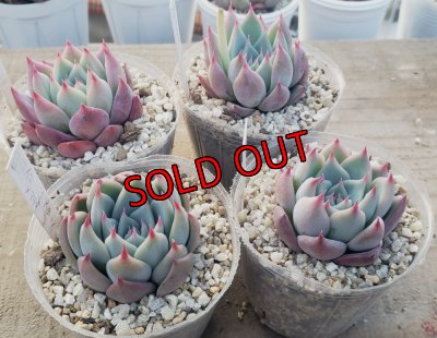 chihuahuaensis Yecora×colorata Atemajac