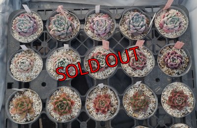 画像2: トット実生苗セット/Aタイプ（26-4）