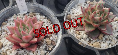 画像6: トット実生苗セット/Aタイプ（26-4）