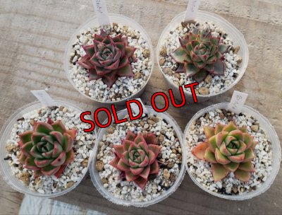 相府蓮（連）× purpusorum 'White Form' 　　　or chihuahuaensis Yecora× purpusorum 'White Form'