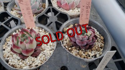 沙羅姫牡丹×ブラックエッジ