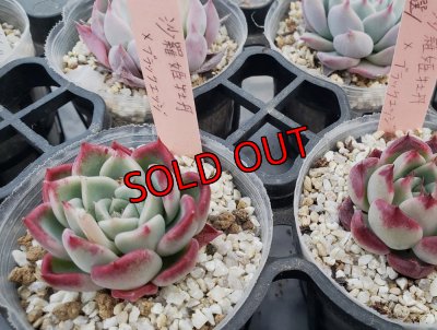 沙羅姫牡丹×ブラックエッジ