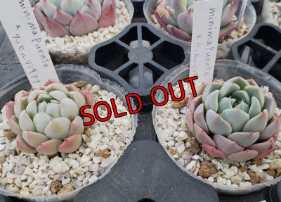 minima ,Puente Tasquillo×ケッセルリンギアナ