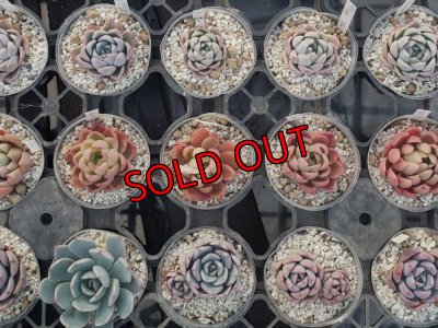 画像1: トット実生苗セット/Bタイプ（26-4）