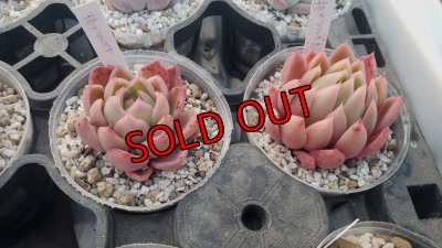 相府蓮（連）× ツルギダ（ケーレス）