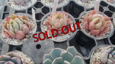 相府蓮（連）× ツルギダ（ケーレス）