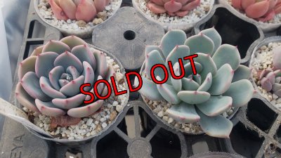 ピンクプリティー×ラウレンシス