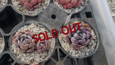 ピンクプリティー×ラウレンシス