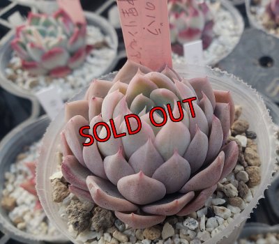 大きくなるとこんな感じです（ジョセリンのバラ×中里リンゼアナ）