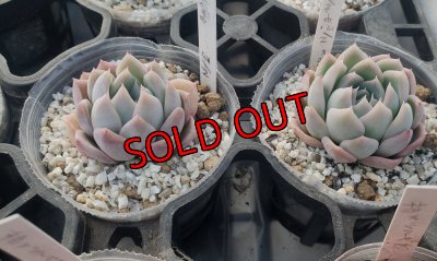 ジョセリンのバラ×中里リンゼアナ