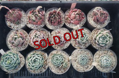 画像1: トット実生苗セット/Cタイプ（26-4）