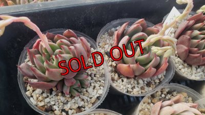 Rejong×ザラゴーサspノバ