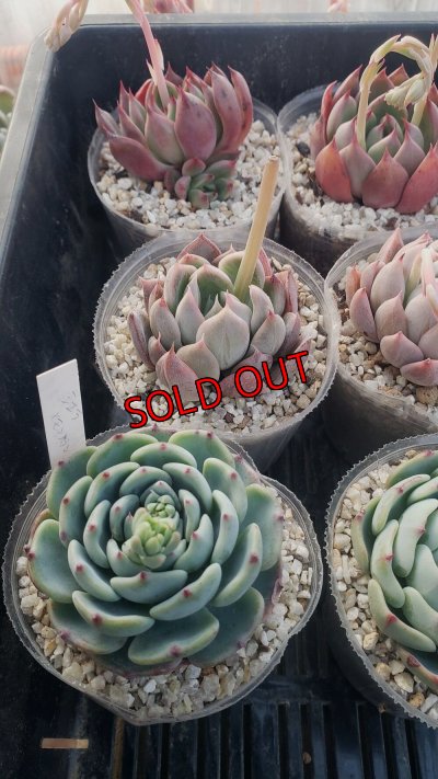 画像5: トット実生苗セット/Cタイプ（26-4）