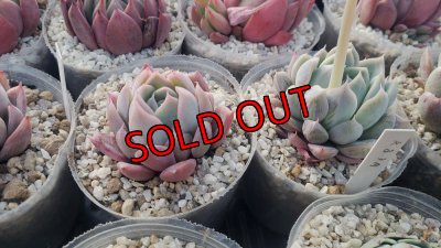 ジョセリンのバラ×ザラゴーサspノバ