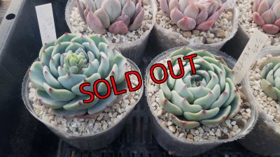 シエラ×（ラウイ×ピーチスアンクリム）