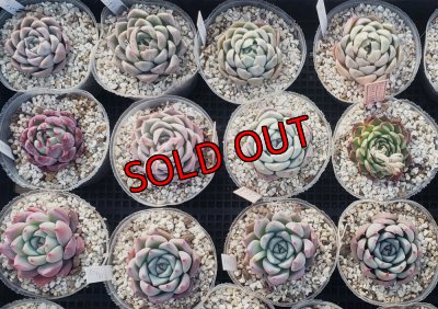 画像1: トット実生苗セット/Dタイプ（26-4）