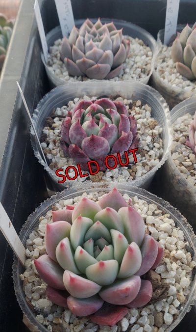 画像5: トット実生苗セット/Dタイプ（26-4）