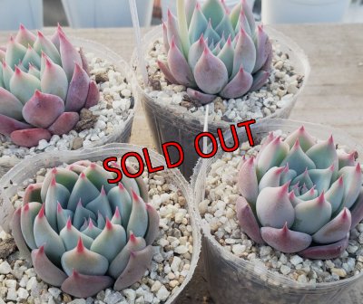 chihuahuaensis Yecora×colorata Atemajac