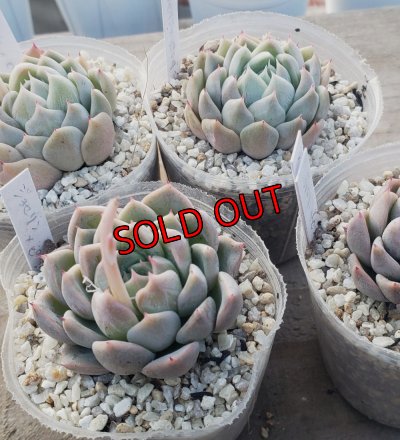 ジョセリンのバラ×ピンクザラゴーサ