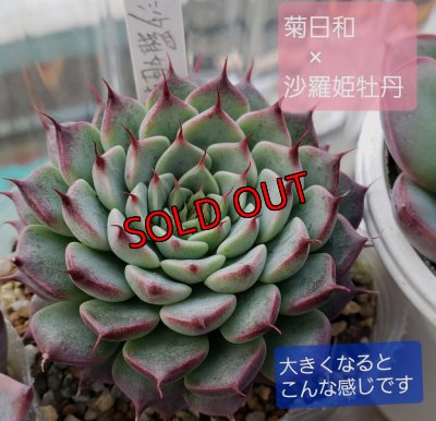 画像7: トット実生苗セット/Dタイプ（26-4）