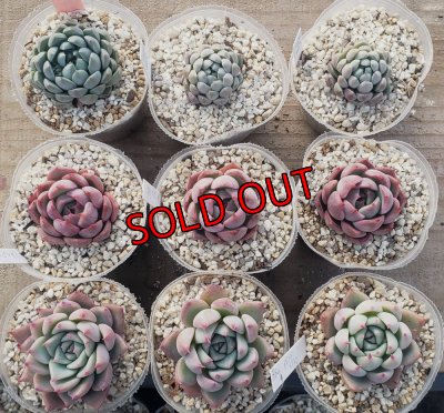 画像1: トット実生苗セット/Fタイプ（26-4）