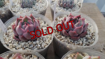 相府蓮（連）×ピンクザラゴーサ