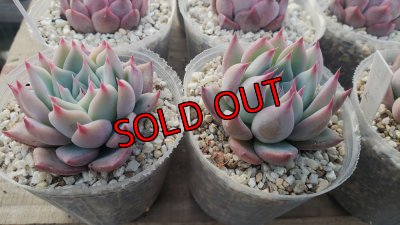 chihuahuaensis Yecora×colorata Atemajac