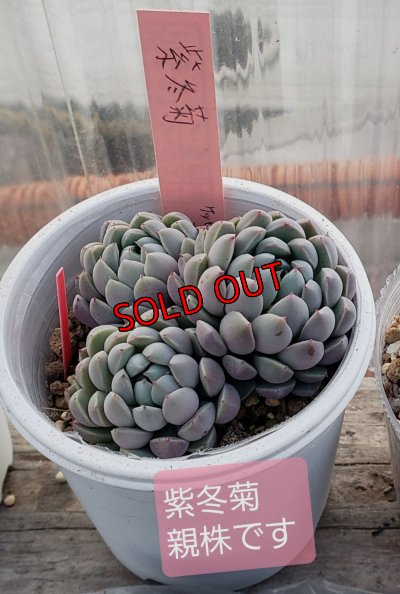 画像6: トット実生苗セット/Dタイプ（26-4）